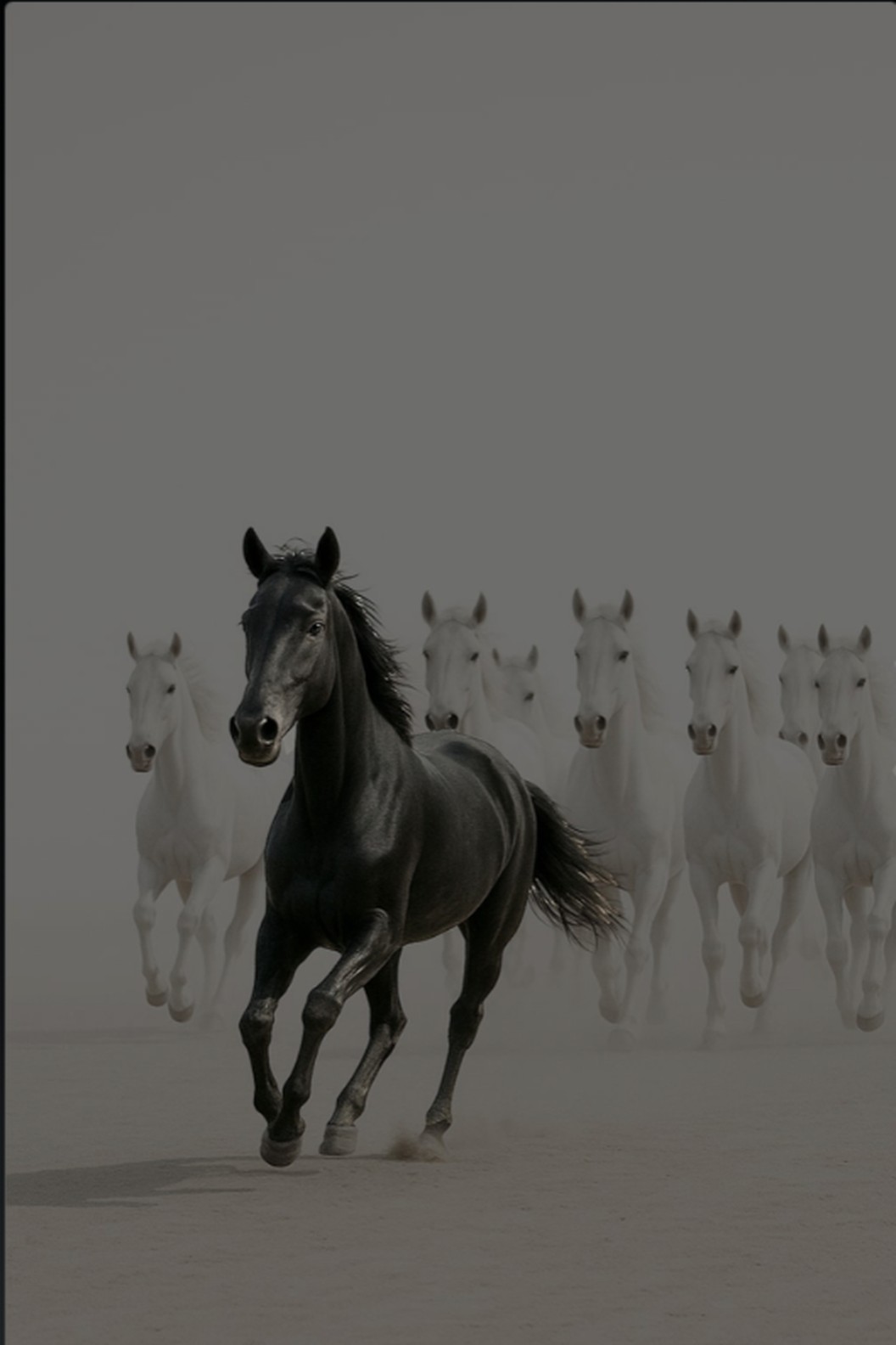 A black horse leading white horses