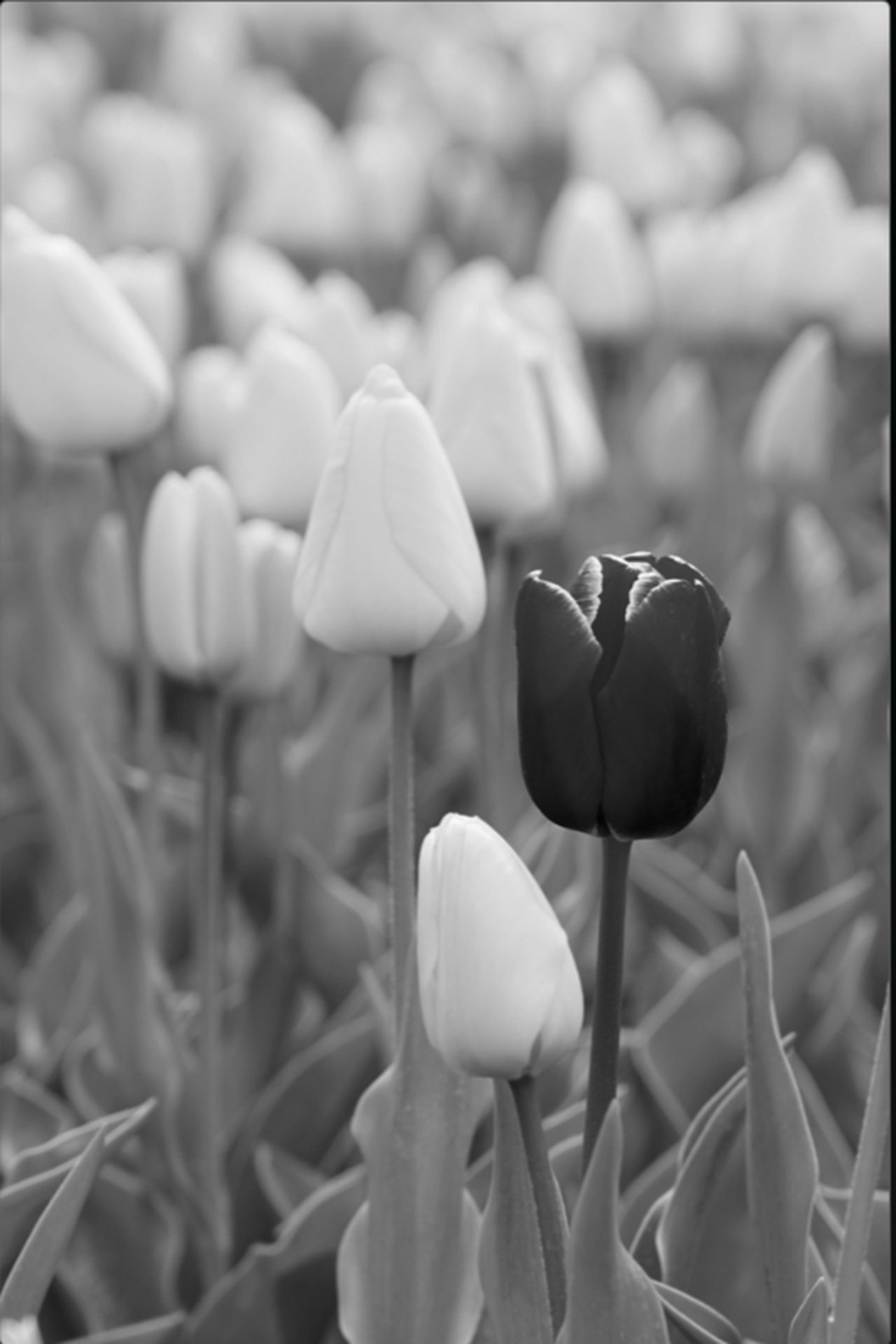 A dark tulip standing out among lighter tulips